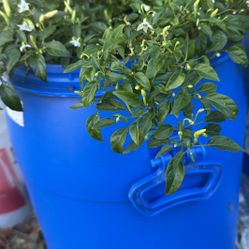 Chile Plant, Pepper Plant 