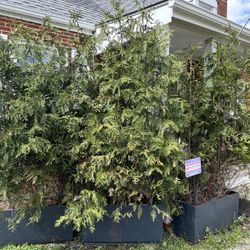 Large  Planter With Conifer Trees 