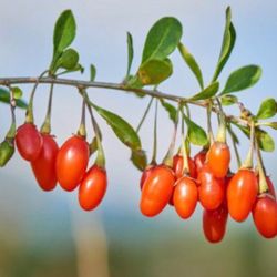 Wolfberry Berry Goji Berry Seedling Live Plant Tree (Lycium barbarum) - Lycium 1 Gallon 