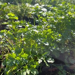 Parsley