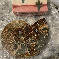 Ammonite Fossil