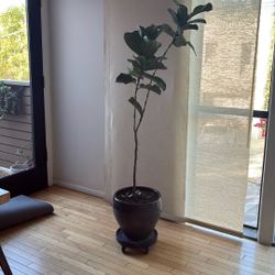 Large Fiddle Tree with Ceramic pot