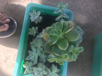 Assorted plants