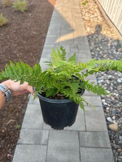 Native Plant: Lady Fern (Athyrium filix-femina) - 1 gallon