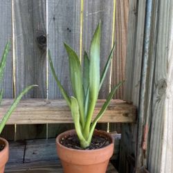 Small Variegated Soft Leaf Agave Plant