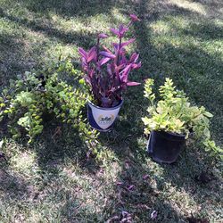 Plantas $5 C/U