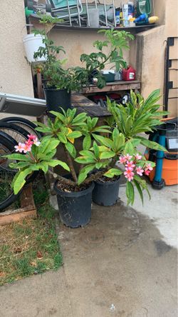 Plumerias for sell