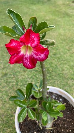 Desert rose