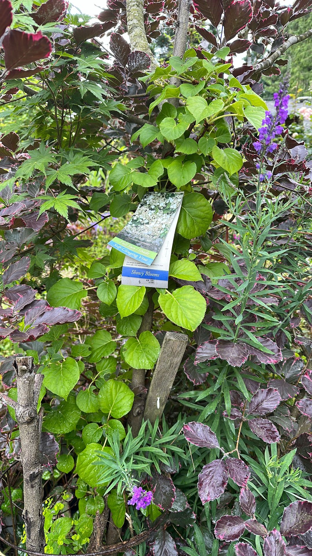 Climbing Hydrangeas