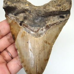 4.21 in Megaladon Tooth