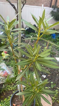 Laurel planta
