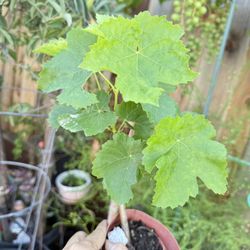 Organic Unknown Varieties Grapes Plant 