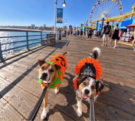 Medium Sized Dog Halloween Costumes - Set of 2