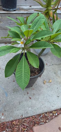 Plumeria white
