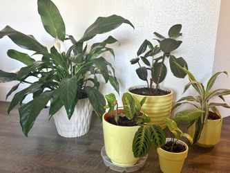 Plants for sale! Herbs and indoor plants!