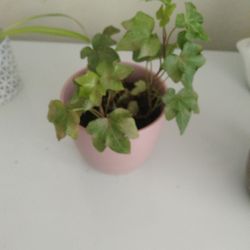 Ivy Plant 
