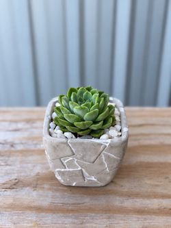 Green Echeveria Succulent + Gray Square Pot & White Pebbles