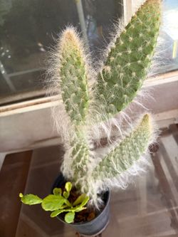 THE SNOW WHITE PRICKLY PEAR $10 DOLLARS 24 inches10