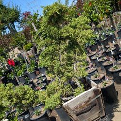 Dwarf Juniper