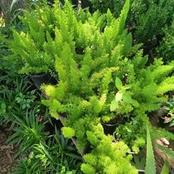 Plants 