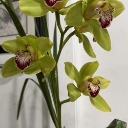 Cymbidium Orchid