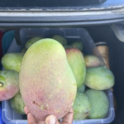 Sweet mangoes 3 For $5