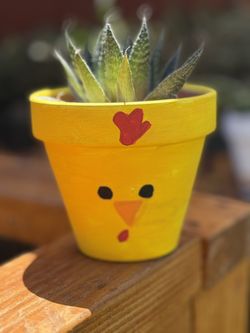 Succulent