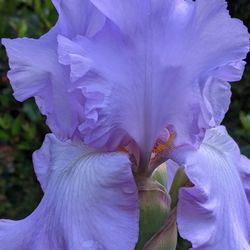 Beared Irsis Lavender Color