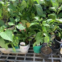 Available THURSDAY 6/26 $10 Spicy Hot Carolina Reaper Jigsaw Anaheim Fresno Trinidad Scorpion 🌶️ Peppers Pepper Veggie  Cash only  PICK UP AVAILABLE 