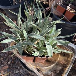 Agaves $3-$5 Each