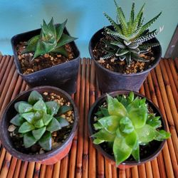 Haworthia Succulent Plant