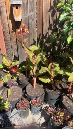 canna lily with an orange flower