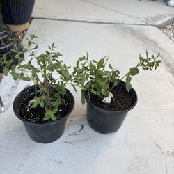 Healthy Rooted Mint Herbal Plant $3/ Pot
