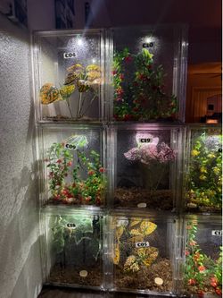 Reptile Gecko Animal Setup Enclosures