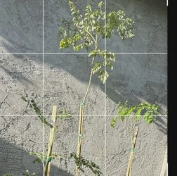 Moringa Trees 6F And 4F The Tall $50 A D $45 Each Price Firm