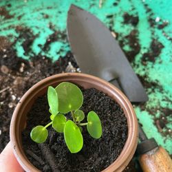 Small Succulent and Chinese Money Plant