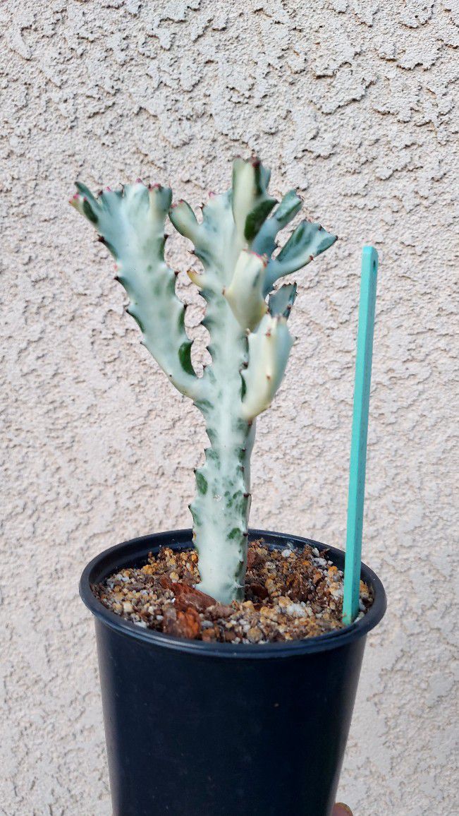 Variegated Ghost Cactus Plant $20