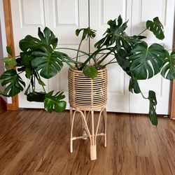 Monstera Plant