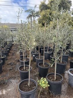 Wilson Olive Tree Fruitless 