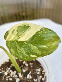 Monstera Lechleriana Albo