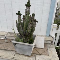Potted succulents and cactus
