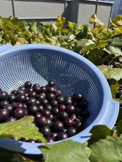 Organic Grapes 🍇 $5 per pound