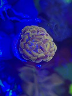 Fake Hammer Coral