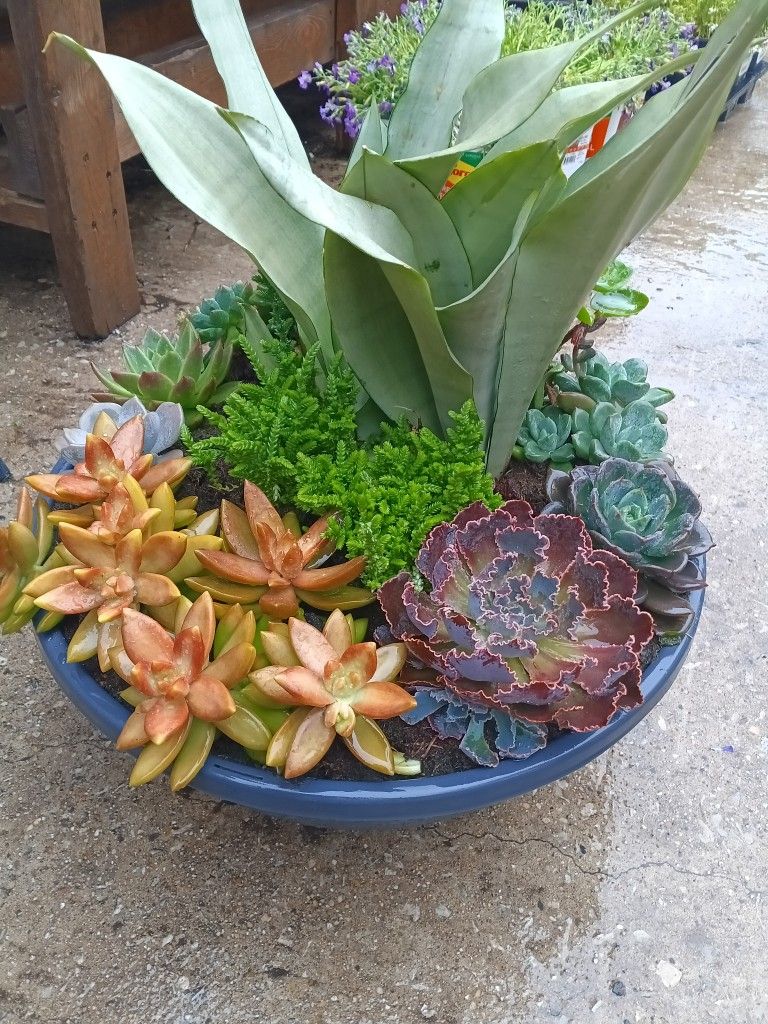 Succulent