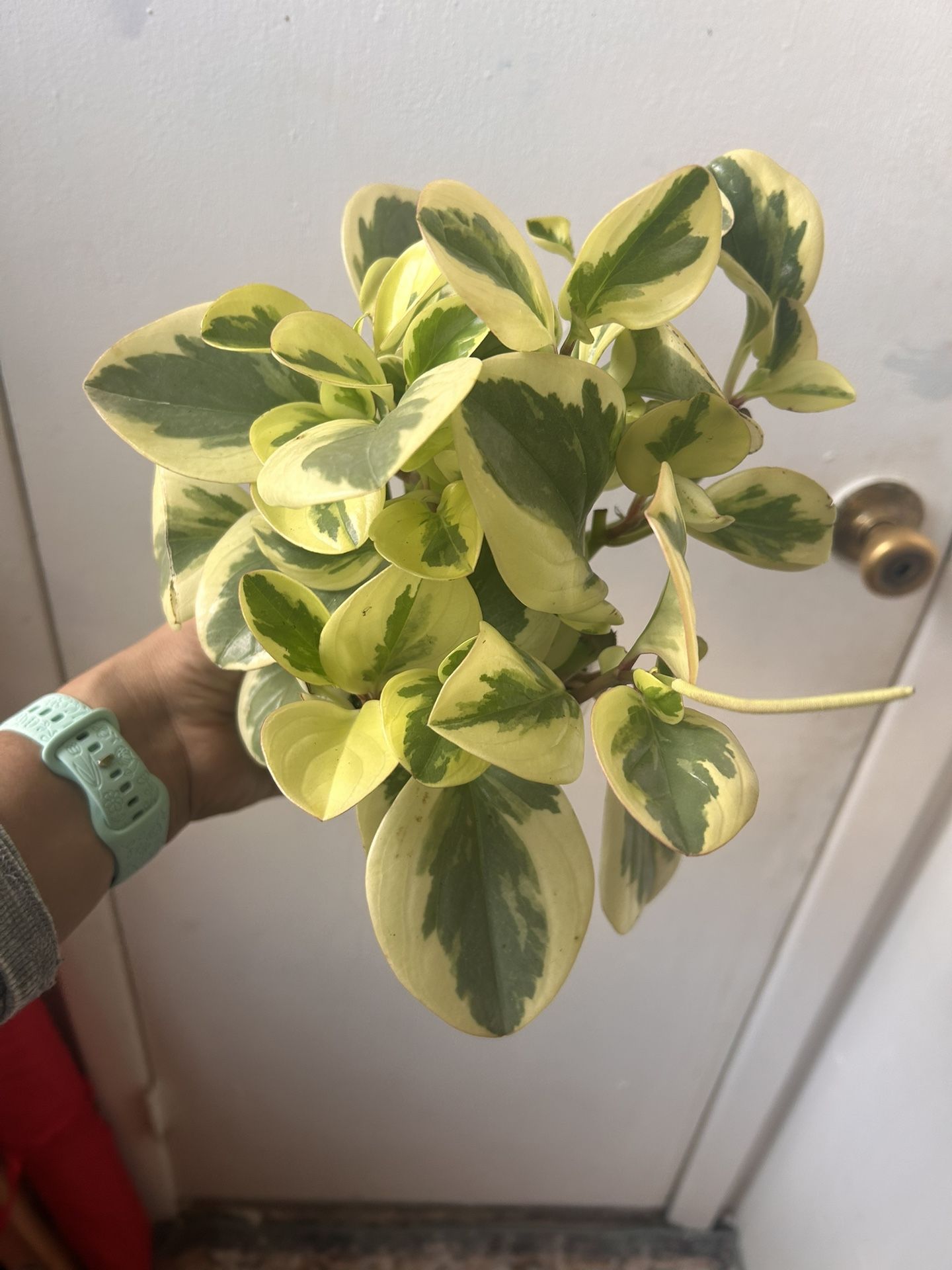 Peperomia Read description ⤵️