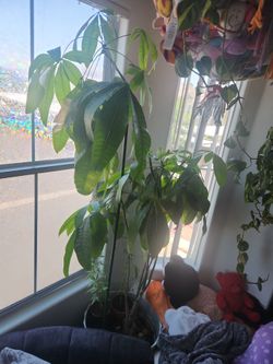 Money tree