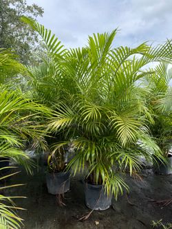 Areca Palms 5 FT