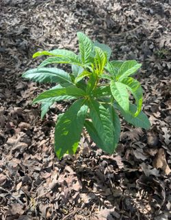 Plants - Young Healthy Shady Beautiful Flowering Tree, Started From Seedling of a Buckeye Tree, also known as “California Buckeye”. $10 or 2 for$15.