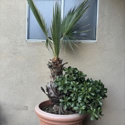 mexican palm