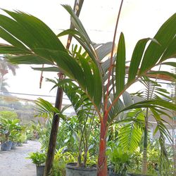 Beautiful Orange Areca 🌴 Palm $875